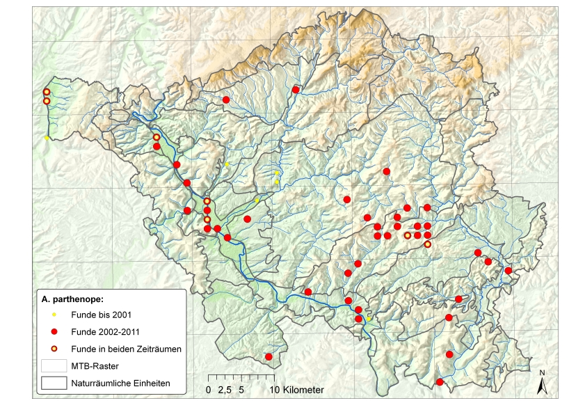 Kleine Königslibelle